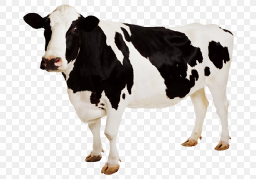 Highland Cattle Jersey Cattle Dairy Cattle Dairy Farming, PNG, 1000x700px, Highland Cattle, Calf, Cattle, Cattle Feeding, Cattle Like Mammal Download Free