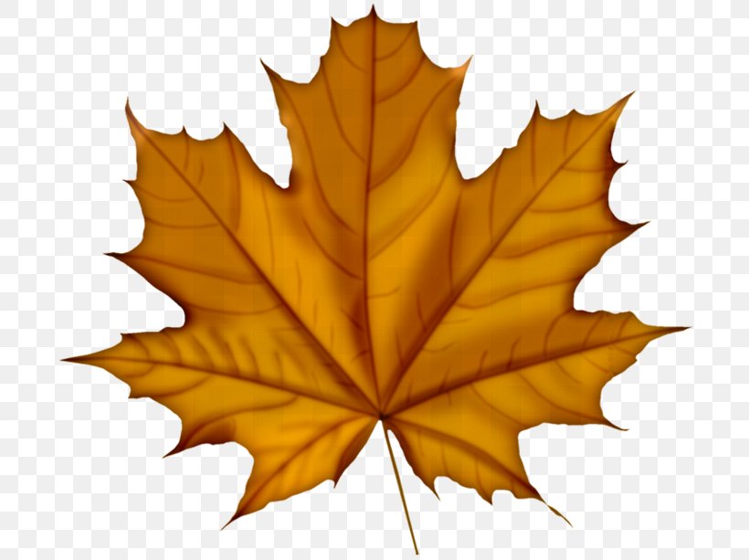 Leaf Sugar Maple Clip Art, PNG, 700x613px, Leaf, Autumn Leaf Color, Green, Maple, Maple Leaf Download Free