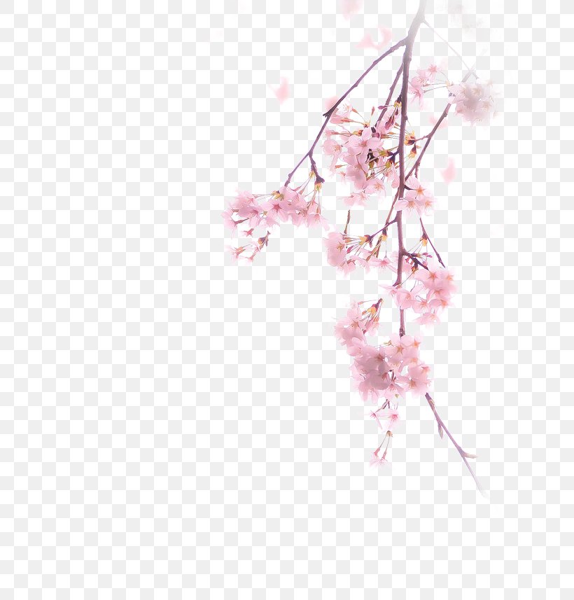Cherry Blossom Illustration, PNG, 658x857px, Cherry Blossom, Art, Blossom, Branch, Cherry Download Free