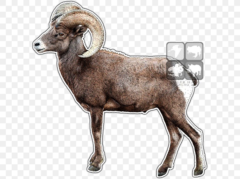 Desert Bighorn Sheep Argali Barbary Sheep, PNG, 603x610px, Sheep, Animal, Argali, Barbary Sheep, Bighorn Download Free