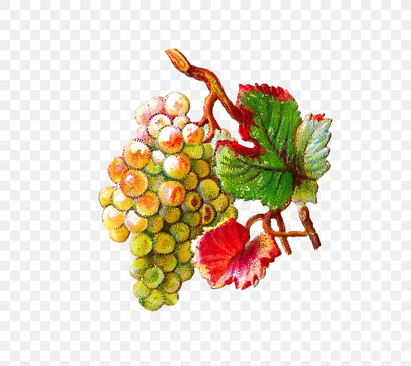 Grapevines Food Fruit Grape Leaves, PNG, 679x730px, Grape, Drawing, Flowering Plant, Food, Fruit Download Free