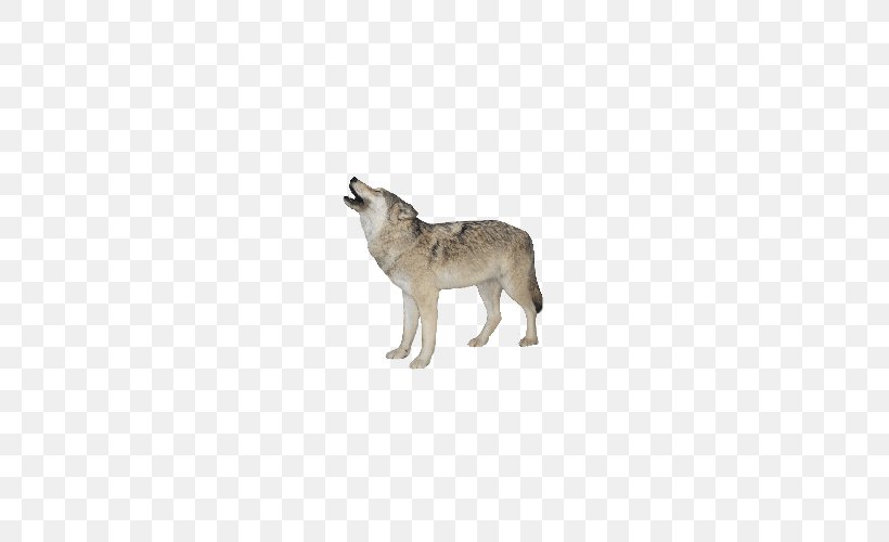 Gray Wolf Clip Art, PNG, 500x500px, Gray Wolf, Carnivoran, Cat Like Mammal, Coyote, Display Resolution Download Free