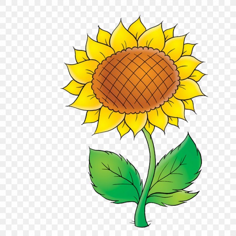 Common Sunflower Drawing Clip Art, PNG, 1080x1080px, Common Sunflower, Artwork, Cornflower, Cut Flowers, Daisy Download Free