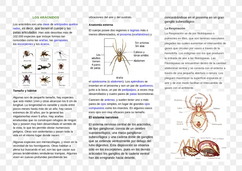 Invertebrate Text Spider Human Digestive System, PNG, 2339x1653px, Invertebrate, Area, Brochure, Diagram, Digestion Download Free