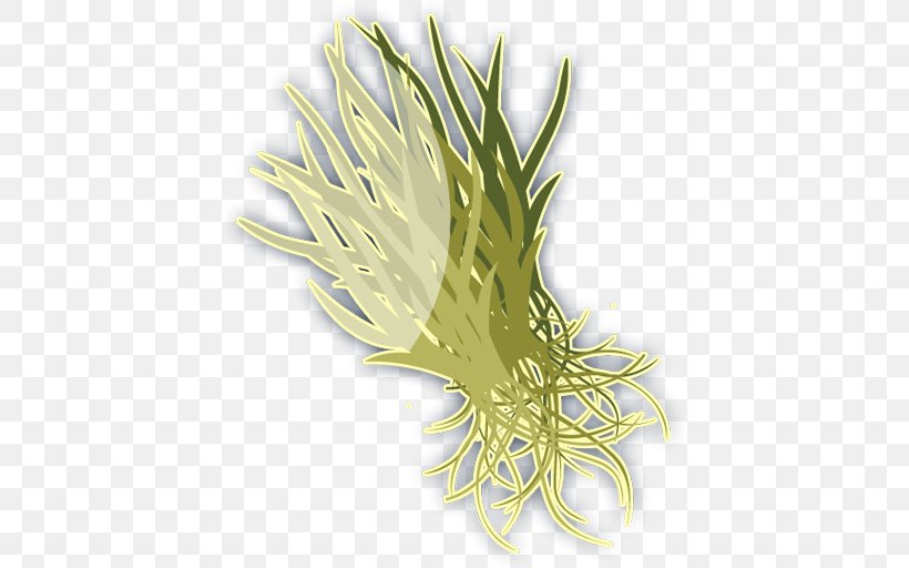 Thalassia Testudinum Seagrass Pasto Marino Benthos, PNG, 512x512px, Thalassia Testudinum, Algae, Beak, Benthos, Bird Download Free