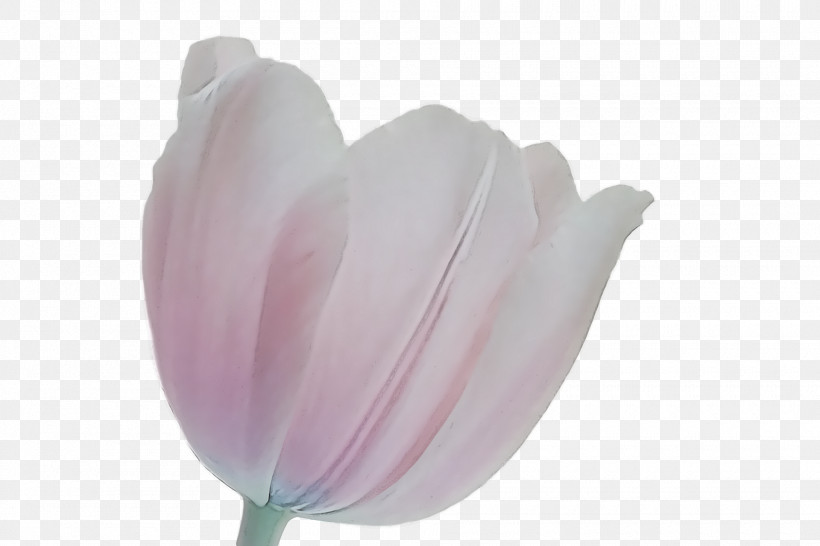 Tulip Petal Purple Close-up, PNG, 1920x1280px, Tulip, Closeup, Petal, Purple Download Free
