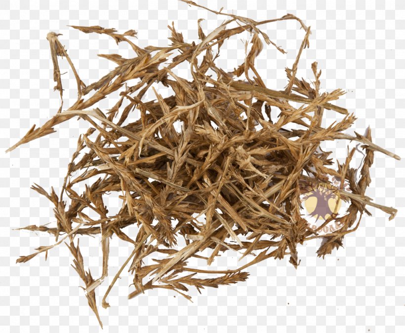 Tumbleweed Solyanka Salsola Dianhong Price, PNG, 1024x843px, Tumbleweed, Baihao Yinzhen, Commodity, Dianhong, Earl Grey Tea Download Free