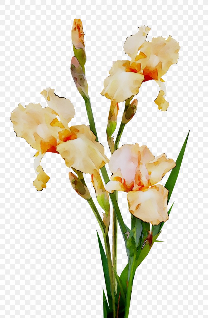 Cut Flowers Gladiolus Floral Design Plant Stem Canna, PNG, 1006x1535px, Cut Flowers, Artificial Flower, Botany, Bouquet, Branch Download Free