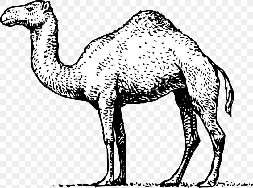 Dromedary Royalty-free Illustration, PNG, 1000x743px, Dromedary, Arabian Camel, Black And White, Camel, Camel Like Mammal Download Free