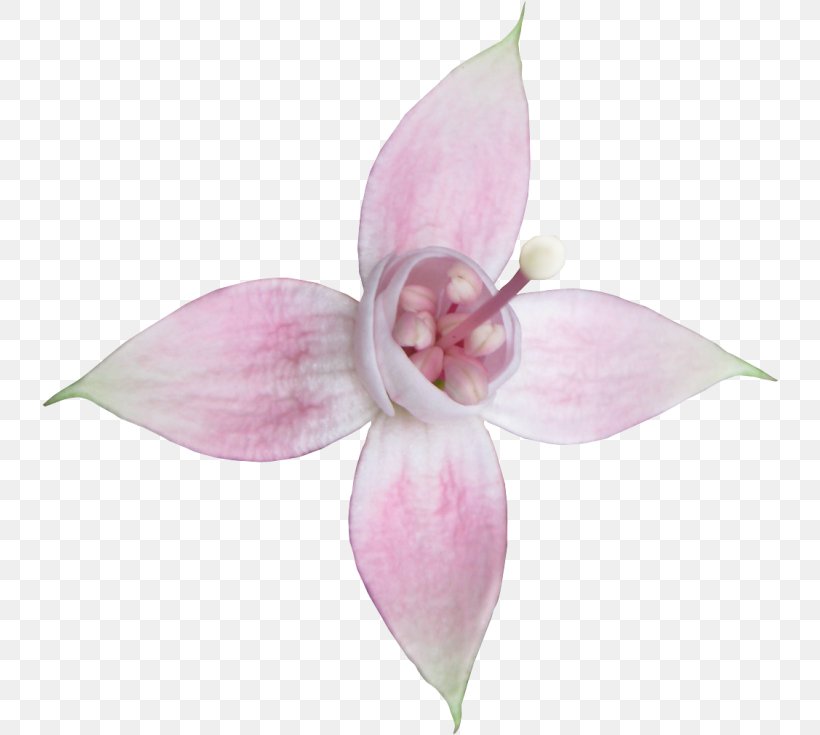 Moth Orchids Cut Flowers Petal Fuchsia Pink M, PNG, 736x735px, Moth Orchids, Cut Flowers, Flower, Flowering Plant, Fuchsia Download Free