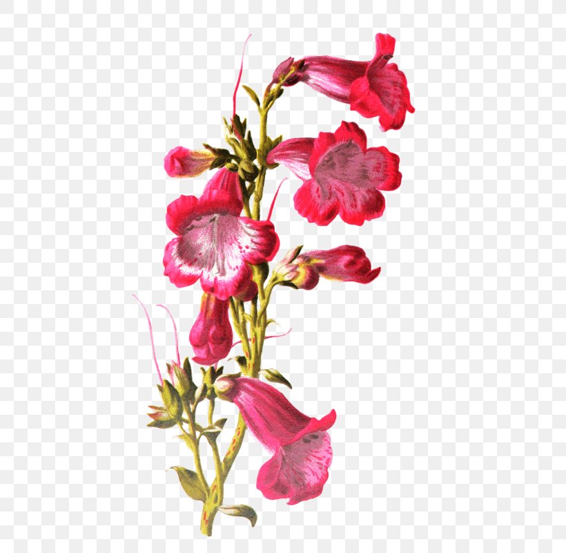Plant Stem Cut Flowers Ipomoea Nil Petal, PNG, 484x800px, Plant Stem, Common Sunflower, Cut Flowers, Flora, Floral Design Download Free