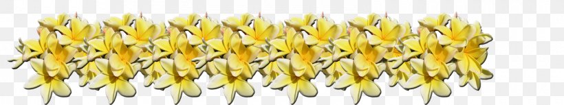 Red Frangipani Plumeria Alba Plants Image Flower, PNG, 1600x300px, Red Frangipani, Commodity, Corn, Corn On The Cob, Cut Flowers Download Free