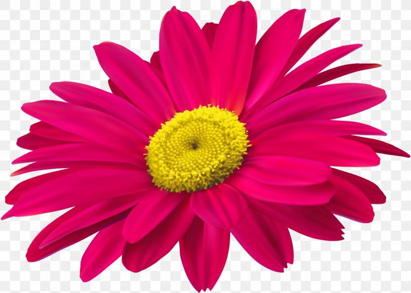Chrysanthemum, PNG, 1200x856px, Poster, Annual Plant, Art, Aster, Chrysanthemum Download Free
