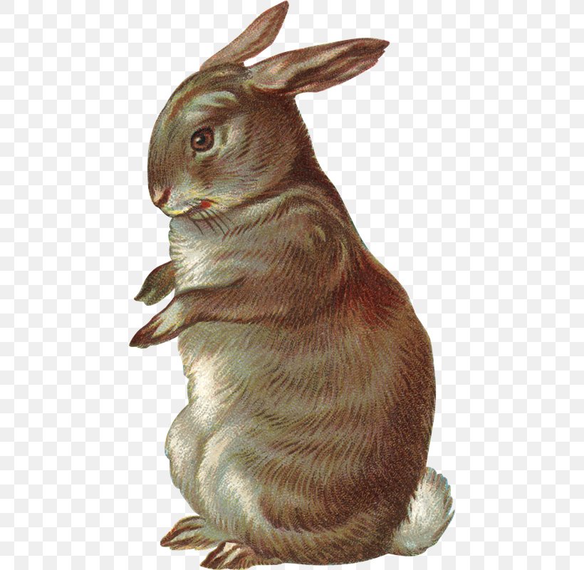 Domestic Rabbit Drawing Clip Art, PNG, 458x800px, Domestic Rabbit, Banco De Imagens, Drawing, Fauna, Hare Download Free