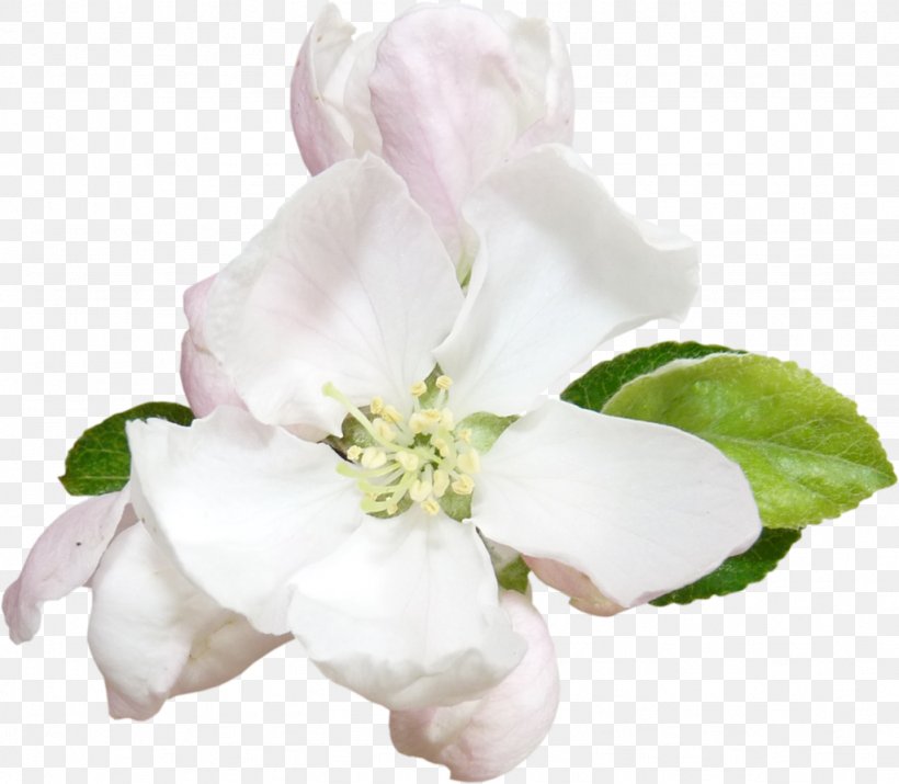 Flower Apples Blossom Plant Clip Art, PNG, 1024x893px, Flower, Albom, Apples, Auglis, Blossom Download Free