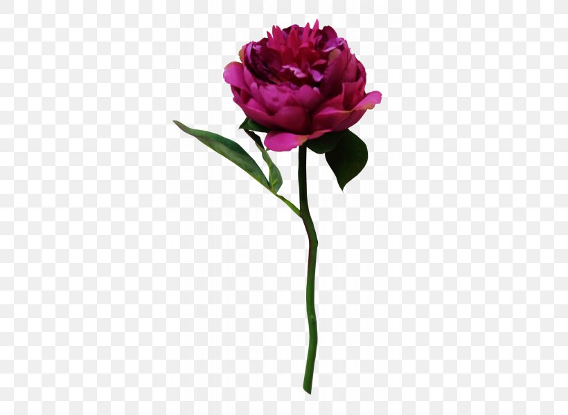 Garden Roses Cabbage Rose Cut Flowers Flower Bouquet, PNG, 800x600px, Garden Roses, Artificial Flower, Bud, Cabbage Rose, Carnation Download Free