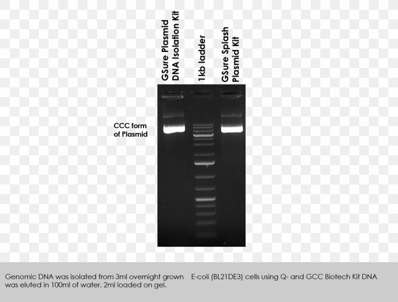 Plasmid Preparation DNA Extraction Restriction Digest, PNG, 1081x820px, Plasmid, Brand, Consumption, Culture, Dna Download Free