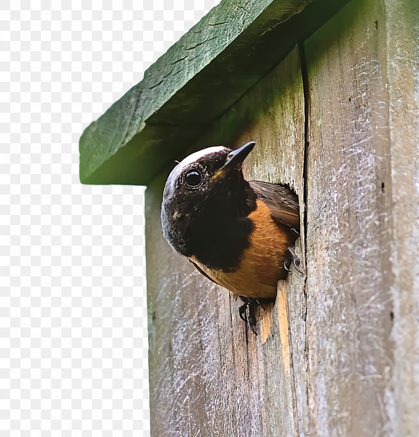 Wrens Beak Nest Box, PNG, 1228x1280px, Wrens, Beak, Nest Box Download Free