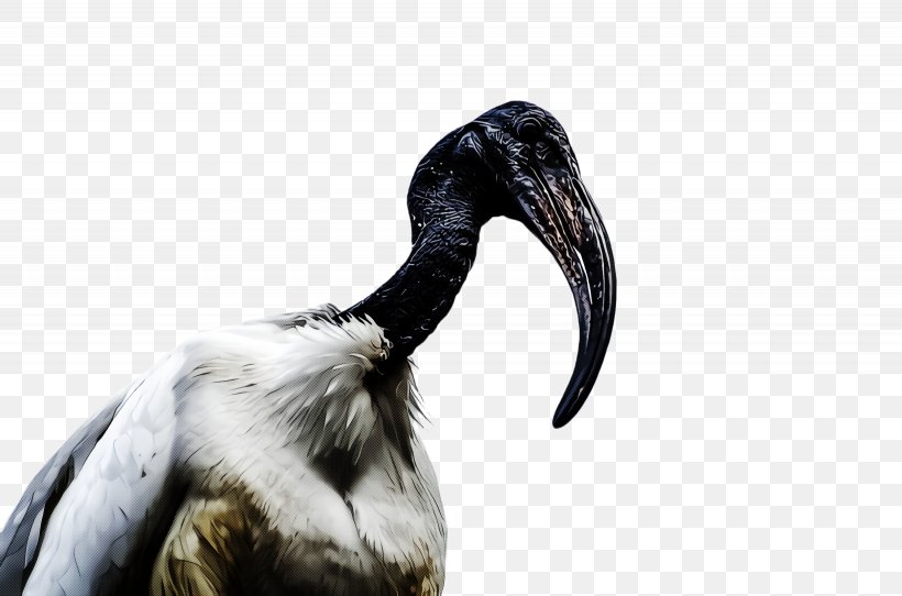 Bird Beak Ibis Neck Crane-like Bird, PNG, 2460x1628px, Bird, Beak, Crane, Cranelike Bird, Ibis Download Free