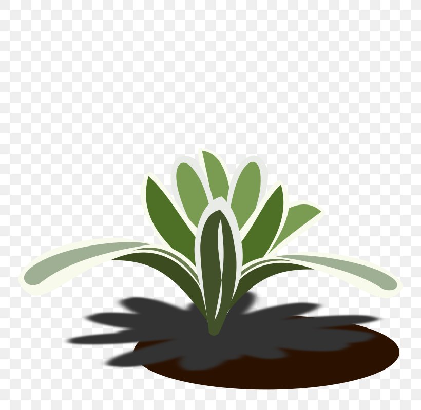 Bromelia Drawing Plant Clip Art, PNG, 800x800px, Bromelia, Bromeliads, Drawing, Flora, Flower Download Free