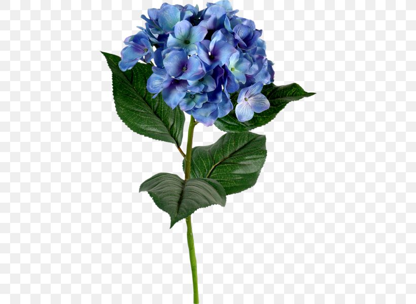 French Hydrangea Blue Flower Color Green, PNG, 428x600px, French Hydrangea, Annual Plant, Artificial Flower, Blue, Color Download Free
