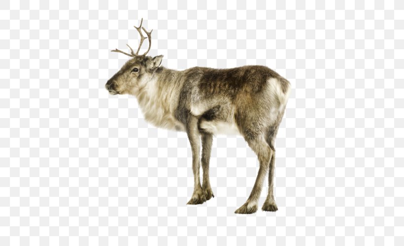 Reindeer Photography Clip Art, PNG, 500x500px, Deer, Animal, Antler, Christmas, Depositphotos Download Free