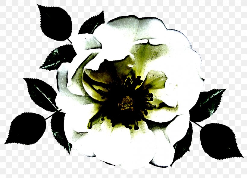 Rose, PNG, 960x694px, Flower, Blackandwhite, Flowering Plant, Monochrome Photography, Petal Download Free