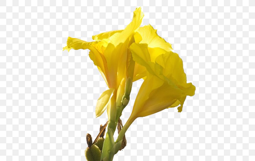 Canna Daffodil Cut Flowers Lilium, PNG, 520x517px, Canna, Canna Family, Canna Lily, Cut Flowers, Daffodil Download Free