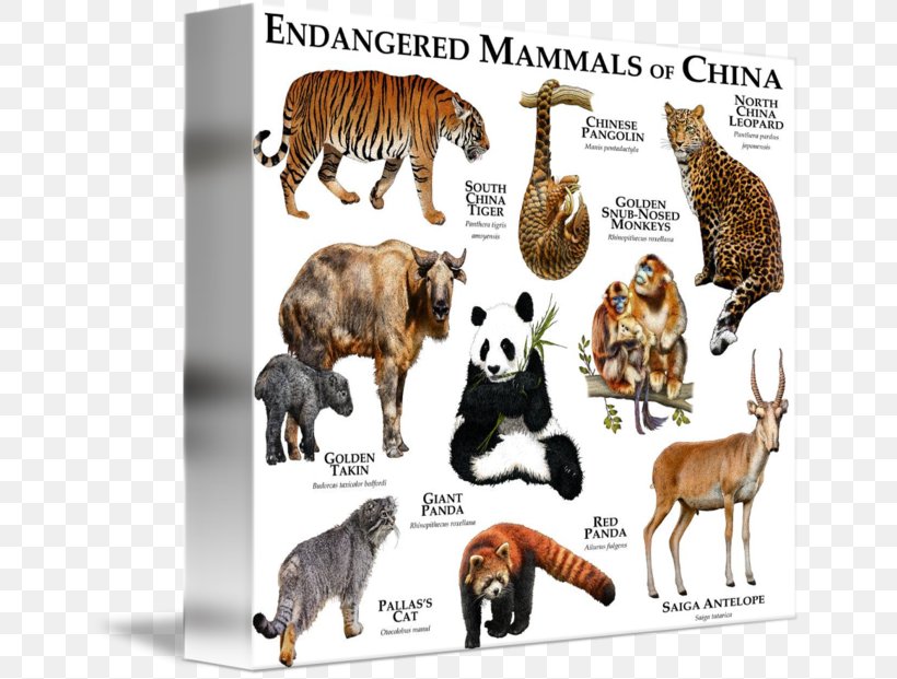 Cat United States Endangered Mammals Endangered Species Extinction, PNG, 650x621px, Cat, Americas, Anatomia Animal, Anatomy, Animal Download Free