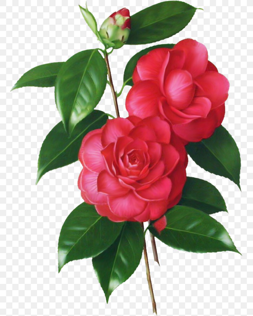 Clip Art Vector Graphics Illustration Image Drawing, PNG, 755x1024px, Drawing, Botanical Illustration, Camellia, Camellia Sasanqua, China Rose Download Free