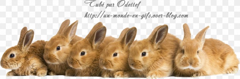 Flemish Giant Rabbit Desktop Wallpaper Continental Giant Rabbit Animal, PNG, 1714x569px, Rabbit, Animal, Animal Figure, Continental Giant Rabbit, Display Resolution Download Free
