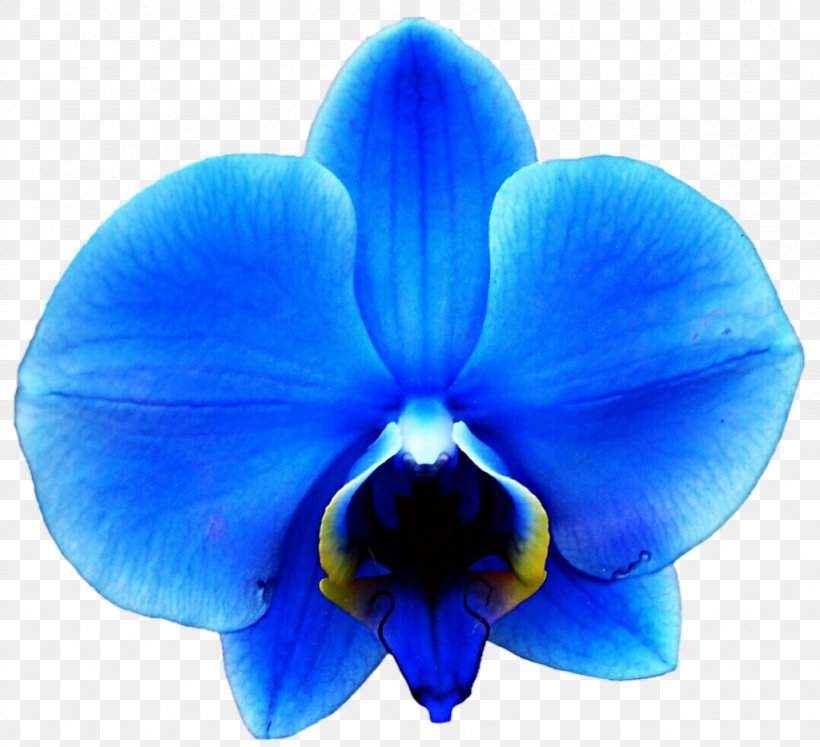 Orchids Blue Flower Clip Art, PNG, 1024x934px, Orchids, Blue, Cobalt Blue, Color, Electric Blue Download Free