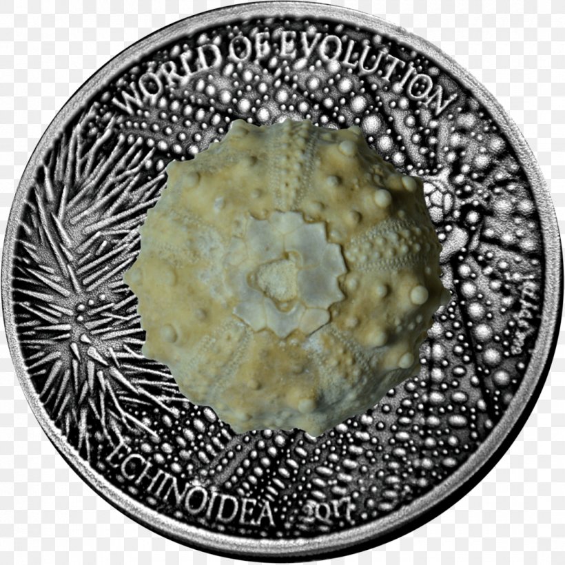 Sea Urchin Coin Sea Otter Silver Evolution, PNG, 1080x1080px, Sea Urchin, Caviar, Coin, Currency, Evolution Download Free