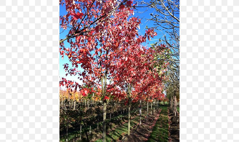 Sugar Maple Red Maple Vine Maple Tree Autumn Leaf Color, PNG, 650x488px, Sugar Maple, Autumn, Autumn Leaf Color, Bigleaf Maple, Birch Download Free