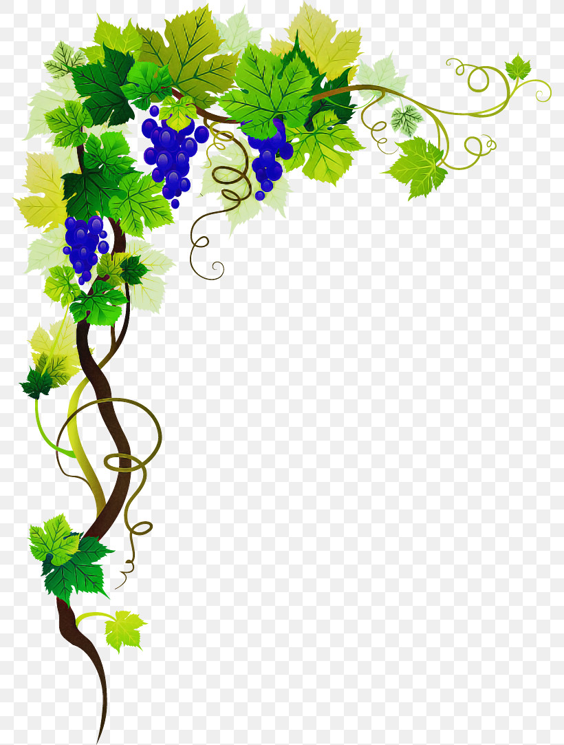 Vine, PNG, 785x1082px, Flower, Cut Flowers, Grape, Grapevine Family, Ivy Download Free