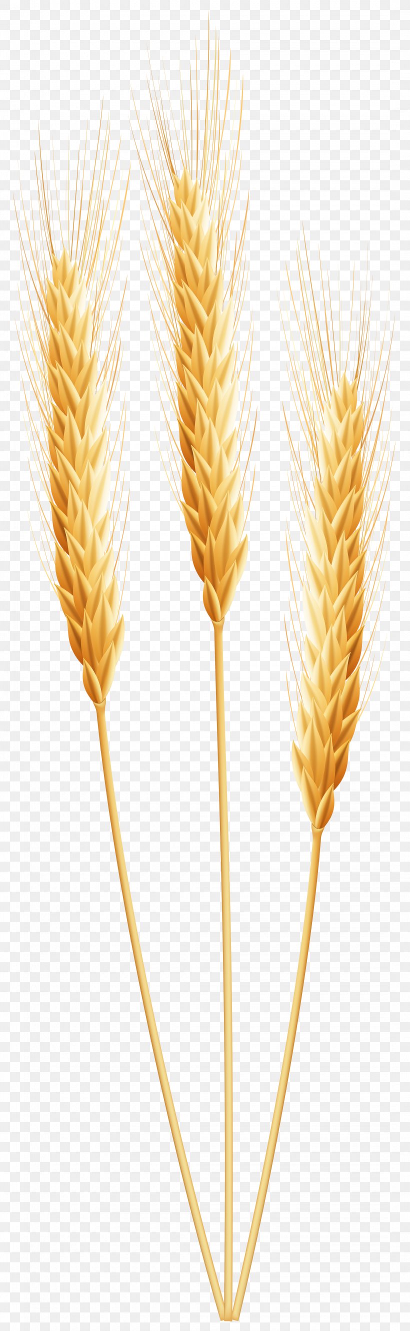 Wheat Grain Clip Art, PNG, 2160x7000px, Wheat, Barley, Cereal, Cereal Germ, Commodity Download Free