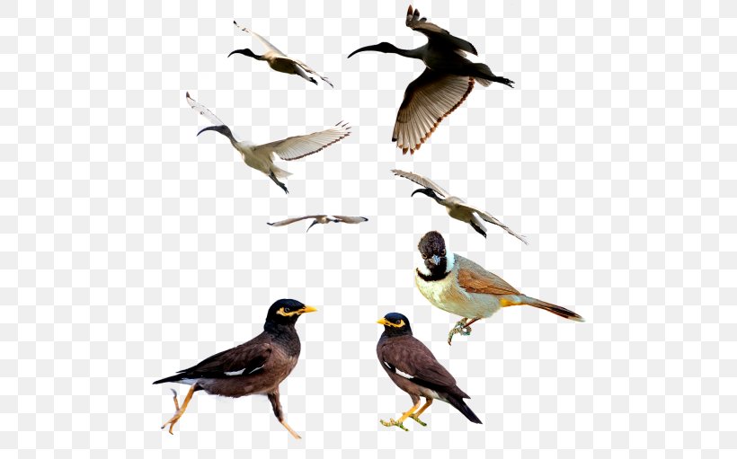 Bird CmapTools Hunting Vertebrate Gun, PNG, 500x511px, Bird, Acridotheres, Air Gun, Animal, Beak Download Free