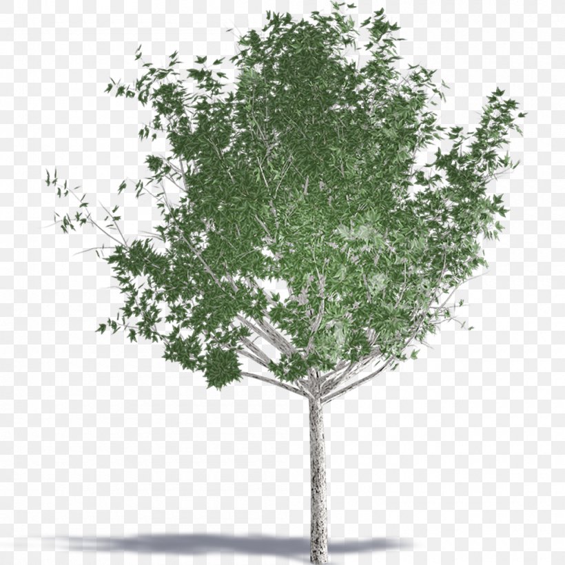 Building Information Modeling Computer-aided Design Autodesk Revit Plants Tree, PNG, 1000x1000px, Building Information Modeling, Archicad, Artlantis, Autocad, Autocad Dxf Download Free
