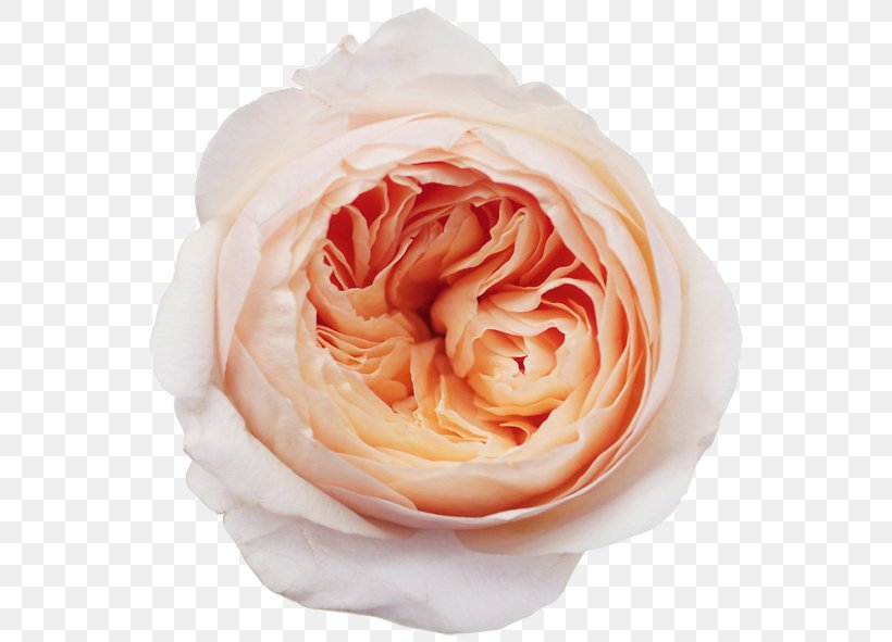 Garden Roses Rose Garden Flower, PNG, 570x591px, Garden Roses, Close Up, Cut Flowers, David Ch Austin, English Rose Download Free