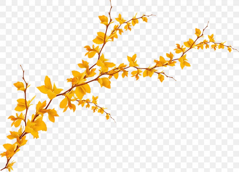 Leaf Yellow Ginkgo Biloba, PNG, 3130x2264px, Leaf, Area, Autumn, Autumn Leaf Color, Branch Download Free