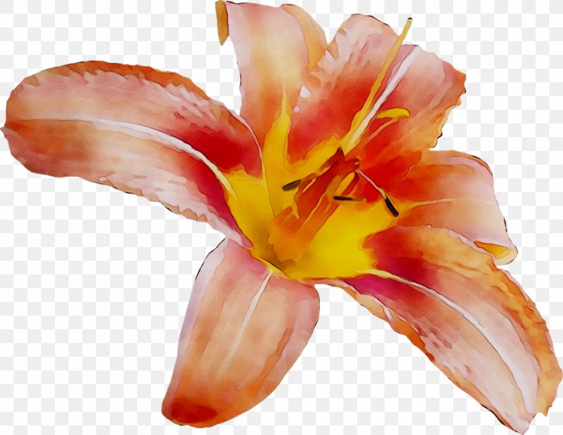 Canna Orange Lily, PNG, 989x765px, Canna, Alstroemeriaceae, Amaryllis Belladonna, Botany, Canna Family Download Free