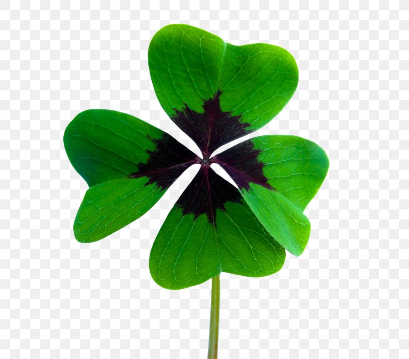 Luck Pixabay Photography Four-leaf Clover Illustration, PNG, 655x720px, Luck, Chimney Sweep, Clover, Flower, Fourleaf Clover Download Free