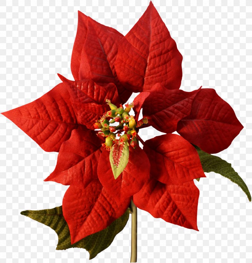 Poinsettia Flower Christmas Cutting Joulukukka, PNG, 1506x1571px, Poinsettia, Birth Flower, Christmas, Christmas Decoration, Cut Flowers Download Free