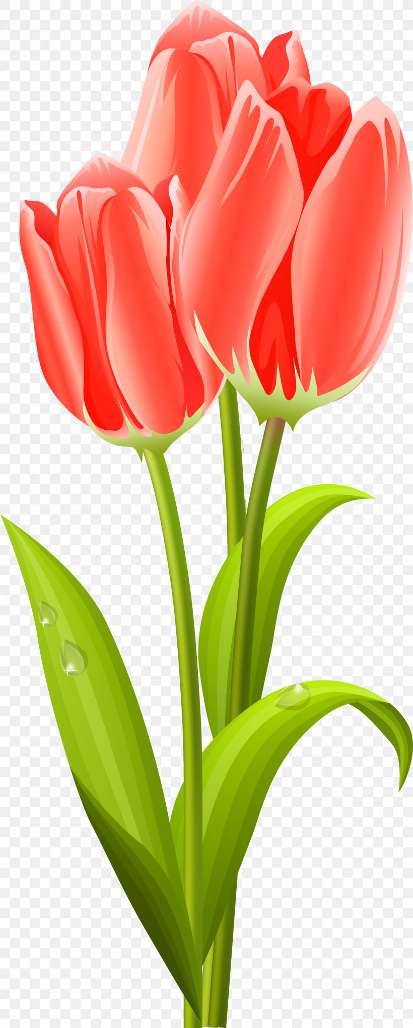 Tulip Flower Bouquet Clip Art, PNG, 1846x4590px, Tulip, Bud, Cut Flowers, Floral Design, Floristry Download Free