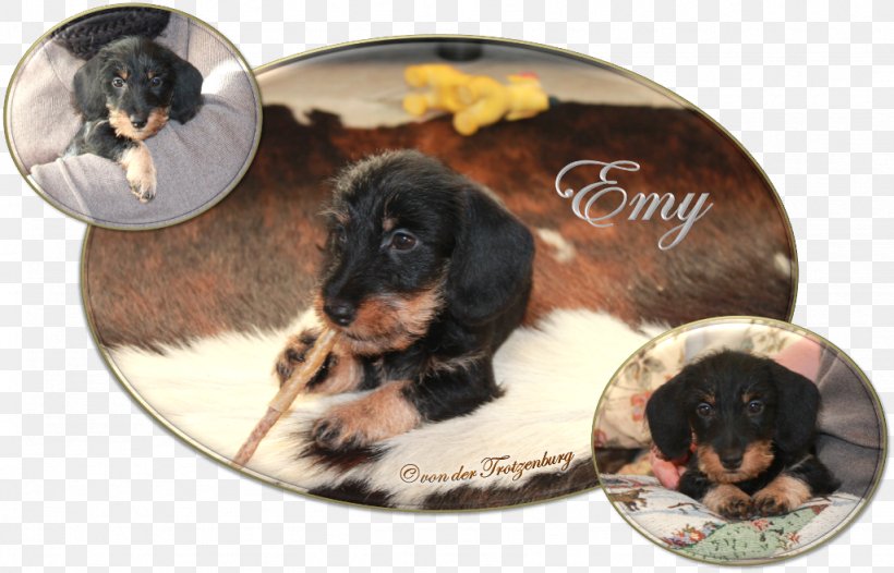 Dog Breed Puppy Crossbreed, PNG, 1024x657px, Dog Breed, Breed, Carnivoran, Crossbreed, Dog Download Free