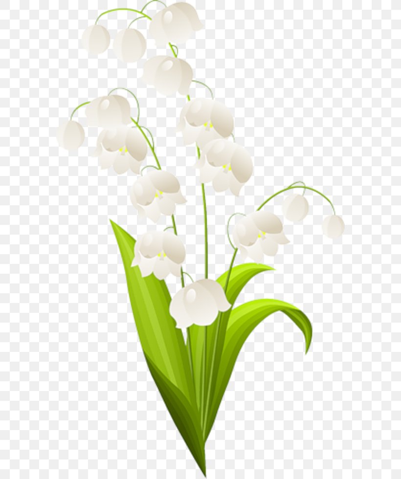 Lily Of The Valley Lilium Drawing, PNG, 590x980px, Lily Of The Valley, Botanical Illustration, Cut Flowers, Depositphotos, Drawing Download Free