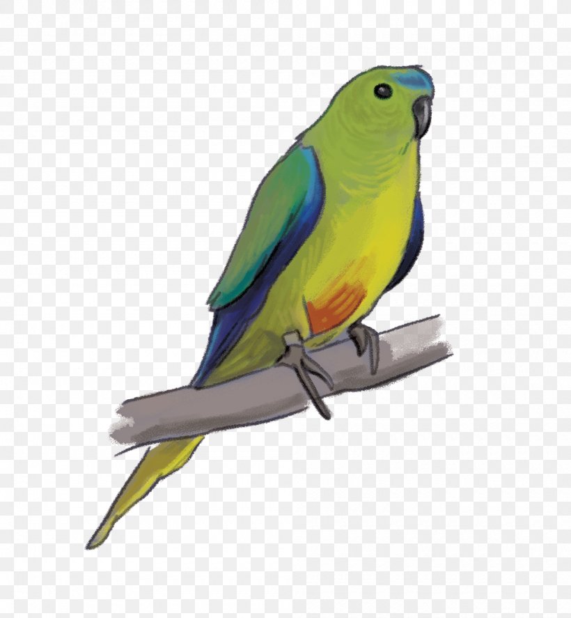 Lovebird Parrot Rachel Tribout Illustration Parakeet, PNG, 1000x1082px, Bird, Beak, Common Pet Parakeet, Feather, Freelancer Download Free