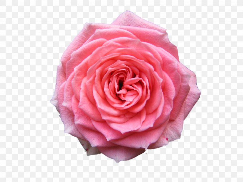 Rose Desktop Wallpaper Pink Free, PNG, 2272x1704px, Rose, Android Application Package, Artificial Flower, Cut Flowers, Display Resolution Download Free