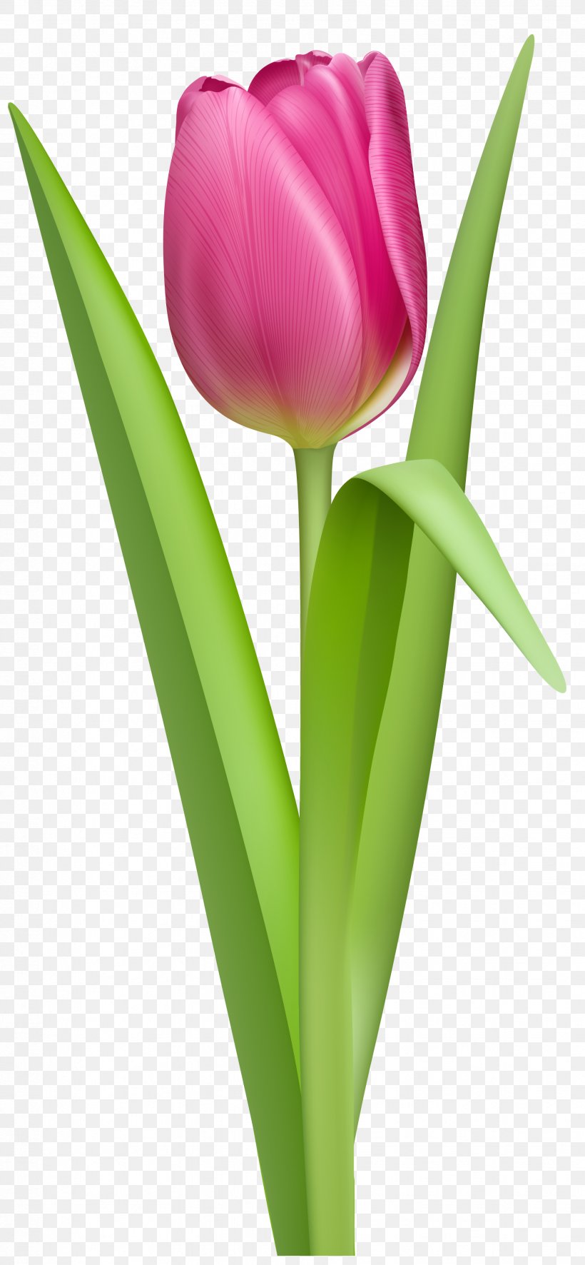 The Tulip: The Story Of A Flower That Has Made Men Mad Clip Art, PNG, 1851x4000px, Tulip, Bud, Cut Flowers, Digital Image, Flower Download Free