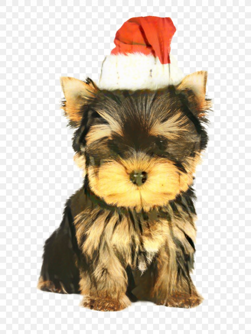Yorkshire Terrier Puppy Yorkipoo English Toy Terrier, PNG, 900x1200px, Yorkshire Terrier, Animal, Australian Silky Terrier, Biewer Terrier, Canidae Download Free